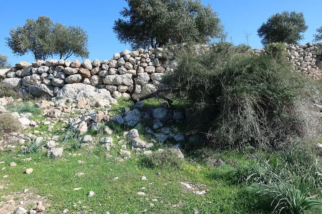 Dry-stone defensive wall at Khirbet Qeiyafa with olive trees behind