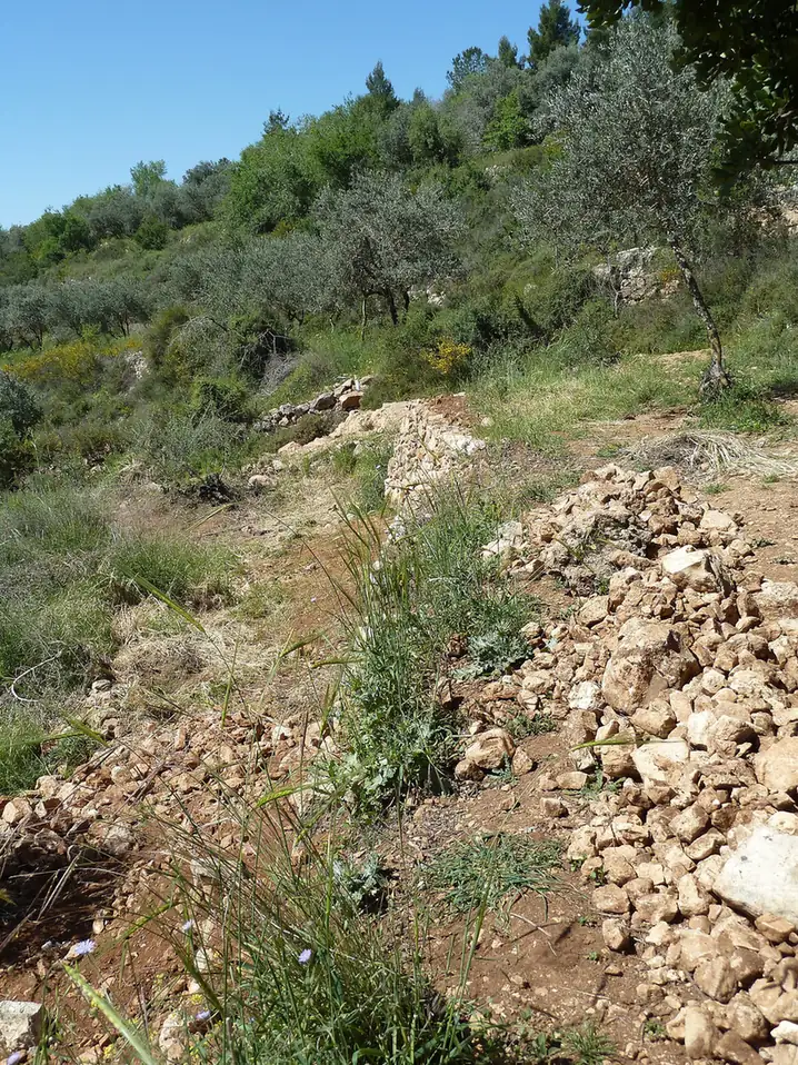Stone terrace walls among olive trees on the green slopes at Sataf